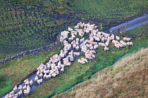 Sheep (Ovis aries) unable to cross cattle grid. Staffordshire, Peak District National Park, UK.