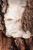 Harvestman (Platybunus / Rilaena triangularis) on bark. UK.
