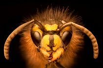 Portrait of a Common Wasp (Vespula vulgaris). UK. Focus stacked image (dead specimen).