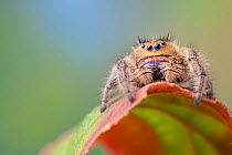 Regal Jumping Spider (Phidippus regius) female. Captive, endemic to North America.