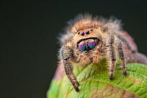 Regal Jumping Spider (Phidippus regius) female, showing irridescent mandibles. Captive, endemic to North America.