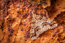 Mottled Umber Moth (Erannis defoliaria) male, camouflaged on leaf. Peak District National Park, Derbyshire UK, November.