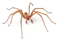 Male House Spider (Tegenaria domestica) portrait. Derbyshire, UK, October.