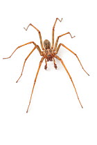 Male House Spider (Tegenaria domestica). Derbyshire, UK. October.