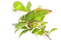 Malaysian Leaf Katydid (Ancylecha fenestrata), A leaf mimic originating from the rainforests of Western Malaysia. Captive.