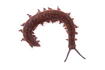 Velvet Worm (Peripatus novaezealandiae). Velvet Worms are known as 'living fossils', having remained the same for approximately 570 million years. Endemic to New Zealand. Captive.