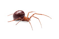 False Black Widow (Steatoda nobilis), female an invasive species to the UK. The false widow has been established in the UK for over 100 years, particularly around ports on the south coast of England w...