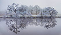 Trees coated in hoar frost reflected in the River Derwent. Chatsworth, Peak District National Park, UK, December.