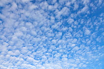 Alto-cumulus clouds. UK, December.