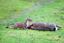 European Stoat (Mustela erminea) feeding on a rabbit. The National Forest, Leicestershire, UK, December.