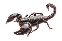 Giant Forest Scorpion (Heterometrus laoticus / longimanus). Captive, endemic to Vietnam / Thailand.