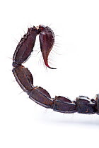 Sting of Giant Forest Scorpion (Heterometrus laoticus / longimanus). Captive, originating from Vietnam / Thailand.