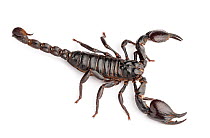 Giant Forest Scorpion (Heterometrus laoticus / longimanus). Captive, originating from Vietnam / Thailand.