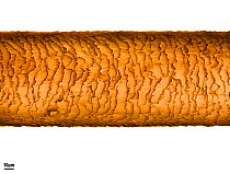 Human hair viewed under a scanning electron microscope. The oldest part of the hair (furtherst from the scalp) will present with a rougher cuticle (outer layer) as shown here.