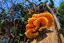 Velvet Shank / Winter Fungus (Flammulina velutipes), growing on dead tree stump. Peak District National Park, UK. November.
