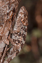 Short-horned Chameleon (Calumma brevicornis) camouflaged on tree trunk. Andasibe-Mantadia National Park, Madagascar.