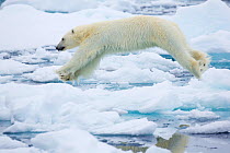 Polar bear (Ursus maritimus) jumping over open water between pack ice, Kapp Platen, Nordaustlandet, Svalbard, Norway