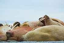 Walrus (Odobenus rosmarus) females and calves resting at  haul out on the beach of Storaya, Nordaustlandet, Svalbard, Norway