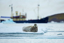 Bearded seal (Erignathus barbatus) resting on ice-floe and Expedition cruise ship M/S Stockholm close to Lamoteoya, Svalbard, Norway, July 2012