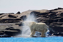 Polar bear (Ursus maritimus), male shaking off water from fur after swimming around Bjarnholmana (Bear Islands) at Martinodden, Svalbard, Norway