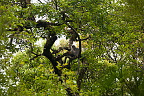 Phayre's leaf monkey (Trachypithecus phayrei), wild animal in tree, Endangered species, Gaoligong Mountains of Yunnan Province, China.
