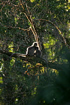 Phayre's leaf monkey (Trachypithecus phayrei), wild animals in tree, Endangered species, Gaoligong Mountains of Yunnan Province, China.