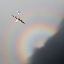 Northern fulmar (Fulmarus glacialis) below a black-legged kittiwake (Rissa tridactyla). The optical phenomenon, caused by a backscattering of light, is called a glory. Hornstrandir Nature Reserve, Ice...
