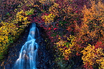 Hraunfossar waterfall and  autumn vegetation, Iceland.
