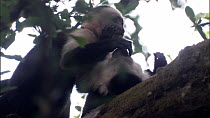 Two juvenile White-throated / White-faced capuchins (Cebus capucinus) playing and stealing food from each other, Santa Rosa National Park, Costa Rica.