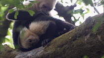 Adult White-throated / White-faced capuchin (Cebus capucinus) playing grooming a juvenile, Santa Rosa National Park, Costa Rica.