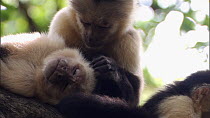Family of White-throated / White-faced capuchins (Cebus capucinus) resting and grooming each other, Santa Rosa National Park, Costa Rica.
