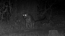 Sri Lankan leopard (Panthera pardus kotiya) scent marking, footage taken at night using starlight camera technology, Yala National Park, Sri Lanka.