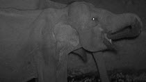 Family of Sri Lankan elephant (Elephas maximus maximus) drinking at waterhole, footage taken at night using starlight camera technology, Yala National Park, Sri Lanka.