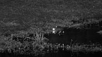 Mugger crocodile (Crocodylus palustris) stalking, lunging for and missing a frog on the edge of a waterhole, footage taken at night using starlight camera technology, Yala National Park, Sri Lanka.