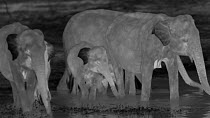 Family of Sri Lankan elephant (Elephas maximus maximus) drinking at waterhole, footage taken at night using thermal camera technology, showing cooling thermoregulatory properties of ears, Yala Nationa...