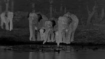 Family of Sri Lankan elephants (Elephas maximus maximus) walking to a waterhole and drinking, footage taken at night using thermal camera technology, showing cooling thermoregulatory properties of ear...