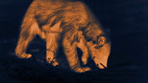 Sloth bear (Melursus ursinus) digging for termites, footage taken at night using thermal camera technology, Yala National Park, Sri Lanka.