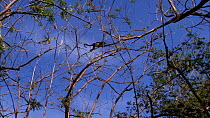Mantled howler monkey (Alouatta palliata) climbing through canopy, showing use of prehensile tail, Santa Rosa National Park, Costa Rica.