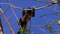 Mantled howler monkey (Alouatta palliata) climbing through canopy, Santa Rosa National Park, Costa Rica.