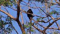 Juvenile Mantled howler monkey (Alouatta palliata) climbing through canopy, showing use of prehensile tail, Santa Rosa National Park, Costa Rica.