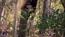 White-faced / White-throated capuchin (Cebus capucinus) climbing down tree, showing use of prehensile tail, Santa Rosa National Park, Costa Rica.
