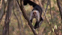 White-faced / White-throated capuchin (Cebus capucinus) climbing down tree, showing use of prehensile tail, Santa Rosa National Park, Costa Rica.