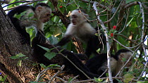 Group of White-faced / White-throated capuchins (Cebus capucinus) playing in tree, Santa Rosa National Park, Costa Rica.