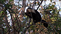 White-faced / White-throated capuchin (Cebus capucinus) feeding, Santa Rosa National Park, Costa Rica.