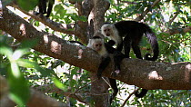 Group of juvenile White-faced / White-throated capuchins (Cebus capucinus) resting and interacting in tree, Santa Rosa National Park, Costa Rica.