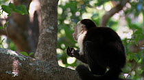 Juvenile White-faced / White-throated capuchin (Cebus capucinus) grooming hands and climbing tree, Santa Rosa National Park, Costa Rica.