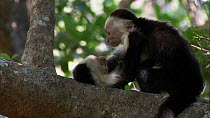 Two juvenile White-throated / White-faced capuchins (Cebus capucinus) play fighting, Santa Rosa National Park, Costa Rica.