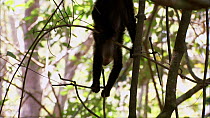 White-throated / White-faced capuchin (Cebus capucinus) climbing and playing with twig, showing use of prehensile tail, Santa Rosa National Park, Costa Rica.