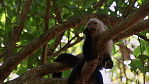 White-throated / White-faced capuchin (Cebus capucinus) feeding on leaves and fruit in tree, Santa Rosa National Park, Costa Rica.
