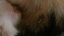 Close-up of White-throated / White-faced capuchin (Cebus capucinus) suckling, Santa Rosa National Park, Costa Rica.